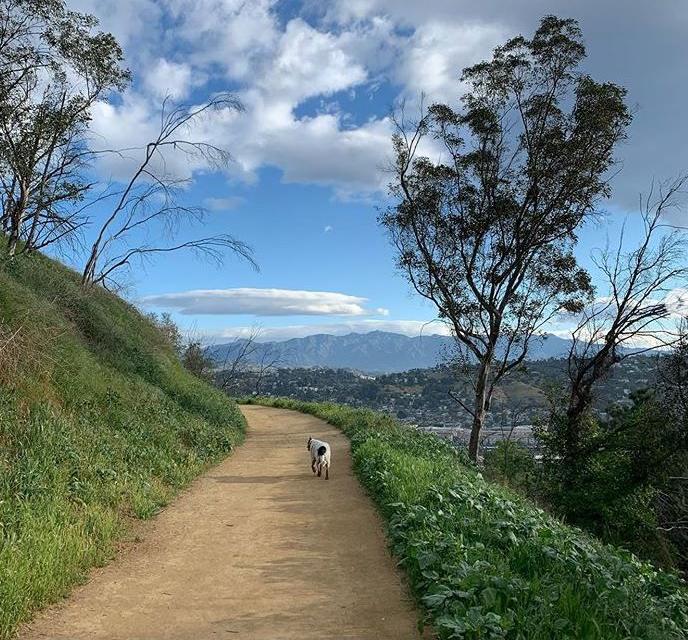Elysian Park Trail